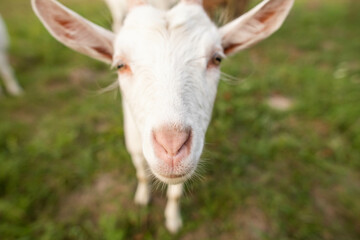 cute goats feed in the yard