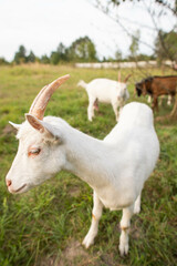 Obraz na płótnie Canvas cute goats feed in the yard