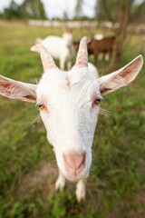 cute goats feed in the yard