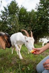 feeding goats with apples in nature