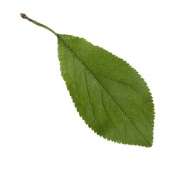  Fresh green  Plum  leaf  isolated on white background.