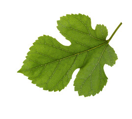  Fresh green Mulberry leaf isolated on white background.
