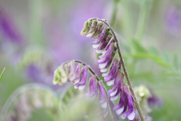 violet flower close up on green background