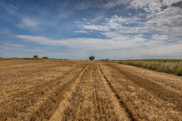 Extensive golden stubble fields after the harvest on a sunny day, with straw bales ready for collection, with a beautiful blue sky, ounty podkarpackie , Poland