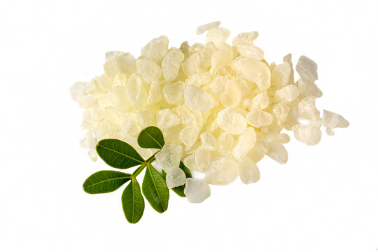 Chios mastic tears with lentisk (Pistacia lentiscus) leaves on a white background