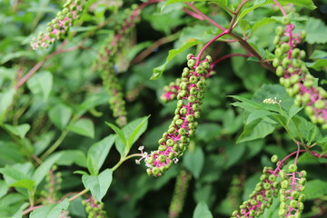 Phytolacca decandra, indian pokeweed ripening black fruits on branches.