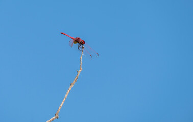 The red-veined darter or nomad, Sympetrum fonscolombii, dragonfly inn looking for food.
