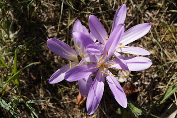 Colchicum autumnale, commonly known as autumn crocus, meadow saffron, or naked ladies, is a toxic autumn-blooming flowering plant that resembles the true crocuses, family Colchicaceae.