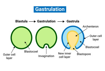 Gastrulation is the stage in the early embryonic development of most animals - obrazy, fototapety, plakaty