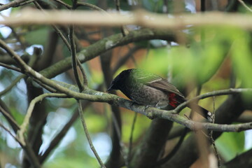 bird on a tree