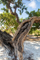 Fototapeta na wymiar Mastic gum resin flows from the mastic tree. Chios island - Greece