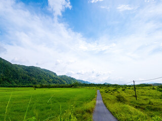 Fototapeta na wymiar Beautiful green paddy field near the mountain in Perlis, Malaysia.