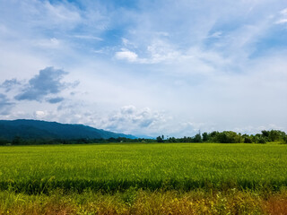 Beautiful green paddy field near the mountain in Perlis, Malaysia.