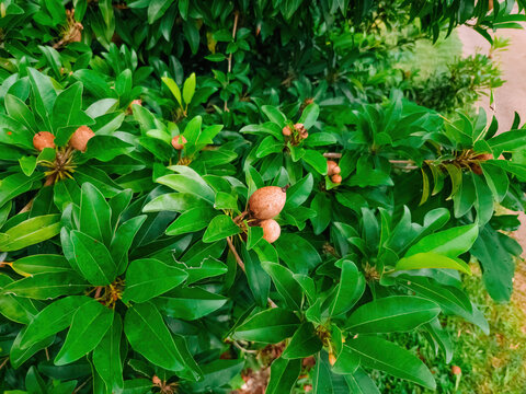 Raw sapodilla, sapote, chikoo, Manilkara zapota in the garden.