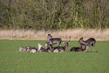 Fallow deer (dama dama) herd