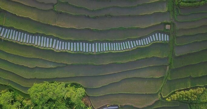 Overhead drone shot of beautiful pattern of terraced rice field on tropical landscape in the morning. Green terraced rice field with full of water. Early rice fields were planted with paddy plant