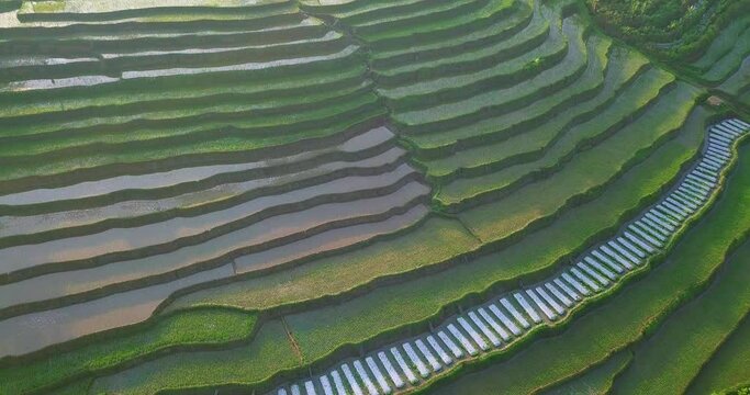 Orbit drone shot of small young paddy plant that planted on the flooded terraced rice field. Tropical rural view of beautiful pattern of asian rice field in the morning