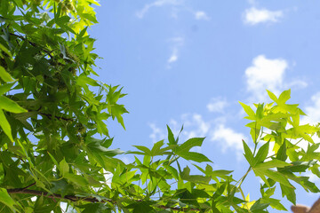 Green wedge leaves on the background of the blue sky
