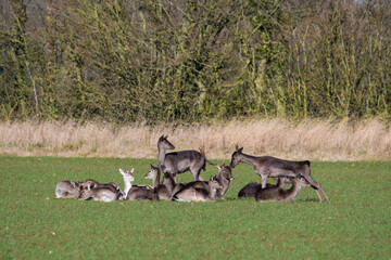 Fallow deer (dama dama) herd