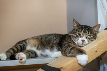 cat on the couch