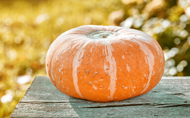 Ripe pumpkin lies on wooden surface. Orange pumpkin at sunny day. Autumn vegetable harvest. Autumn...