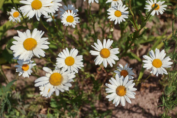 white chamomile flowers background