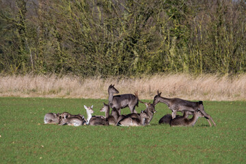 Fallow deer (dama dama) herd