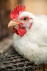 The head of a white rooster broiler. Red comb. Agriculture, animal husbandry