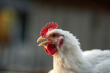 The head of a white rooster broiler. Red comb. Agriculture, animal husbandry