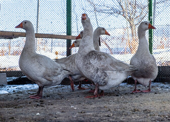 group of geese
