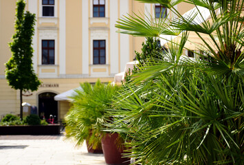 Fototapeta na wymiar lush green palm fern closeup in city square with stucco exterior. summer scene. bright green leaves. gardening and landscaping concept. low maintenance plant. macro view of leaves. leisure, ooutdors