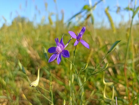 Consolida regalis, known as&nbsp;forking larkspur,&nbsp;rocket-larkspur, and&nbsp;field larkspur. Floral desktop background. Doubtful knight's spur, rocket larkspur. Floral desktop background