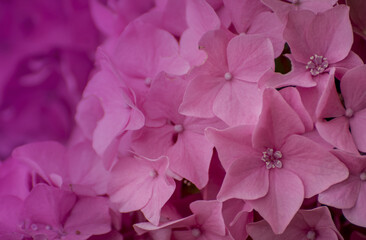 beautiful spring flowers in garden natural background