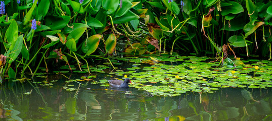 Common moorhen (Gallinula chloropus) with Pickerelweed (Pontederia Cordata) and fringed water-lily (Nymphoides peltata)  
