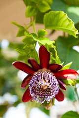 ブラジルトケイソウ