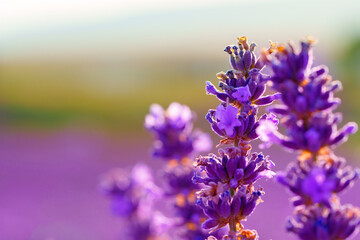 Fototapeta na wymiar Beautiful lavender flowers close up on a field