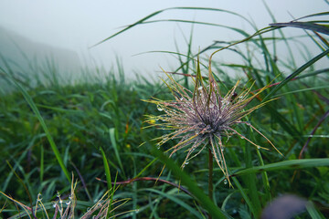 Pulsatilla patens plant in misty mountains after rain. Water droplets on a flower