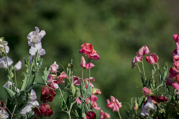 Fototapeta premium Sweet Peas Lathyrus odoratus in bloom