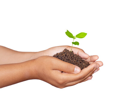 The concept of afforest and environmental protection. Green ecology. Hands of woman holding young green plant Isolated