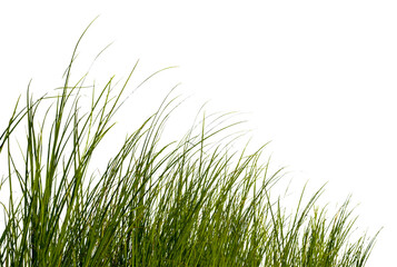 Green grass isolated for object design - Powered by Adobe