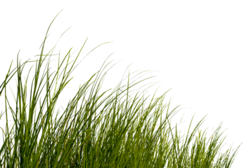 Green grass isolated for object design
