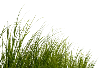 Green grass isolated for object design © jakkapan