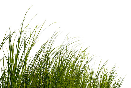 Green grass isolated for object design