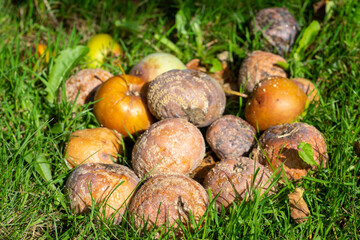 Fallobst auf einer Obstwiese