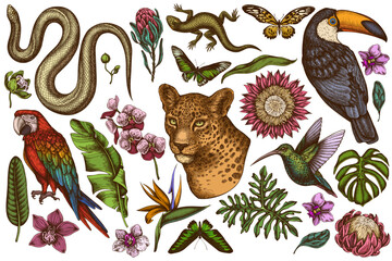 Tropical animals hand drawn vector illustrations collection. Colored leopard, snake, lizard, hummingbird, toucan, scarlet macaw, rajah brooke's birdwing, african giant swallowtail, monstera, banana