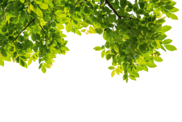 Tree branch with green leaf isolated for object and retouch design.