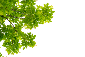 Tree branch with green leaf isolated for object and retouch design.