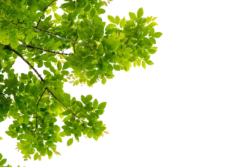 Keuken spatwand met foto Tree branch with green leaf isolated for object and retouch design. © jakkapan