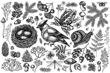 Mysterious forest vintage vector illustrations collection. Black and white waxwing, snail, nest, pool frog, moss, spruce branch, pine cones, mushrooms, insect, aspen mushroom, porcini, red currant