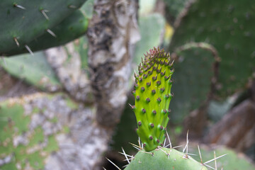 Close up macro of green prickly pears still hanging on prickly pear cactus, Green pads on prickly pear cactus. (Opuntia, ficus-indica, Indian fig opuntia, barbary fig, cactus pear, spineless cactus)